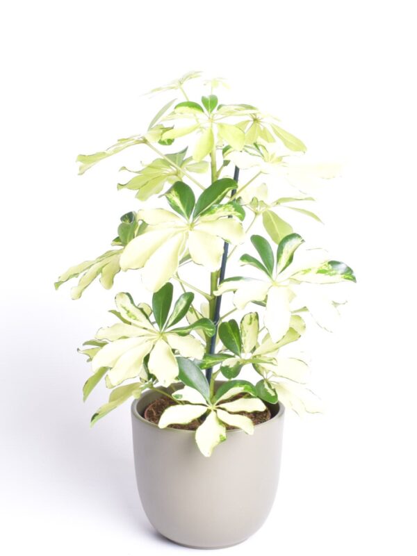 Võra-sõrmlehik 'Melanie' P13