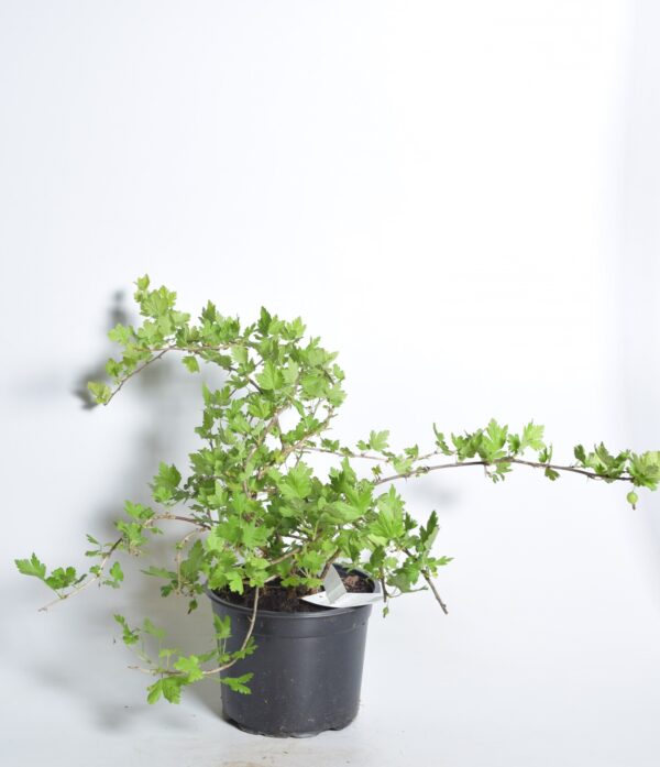 Karusmari 'Mucurines' P17 40-60cm Eestis kasvatatud