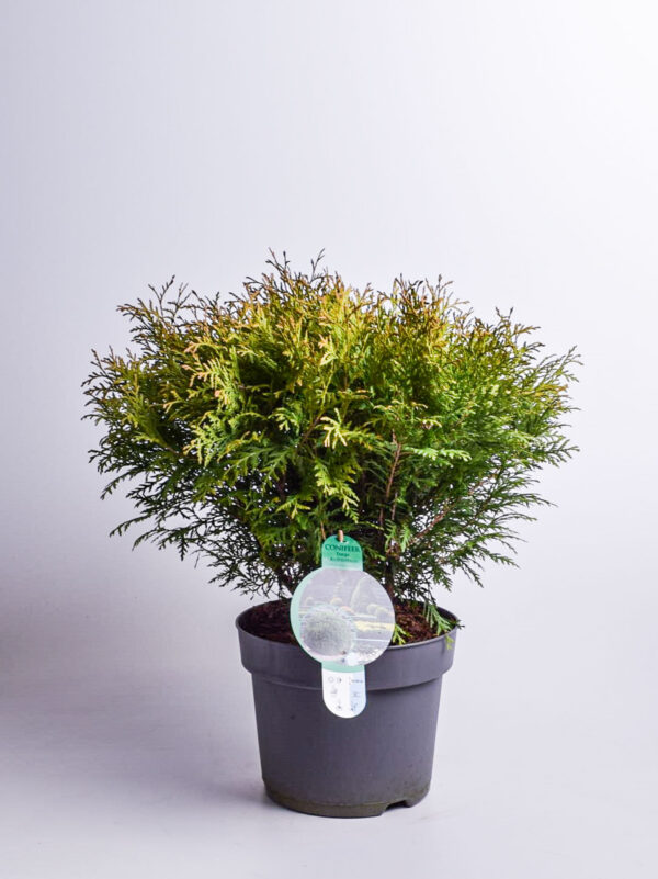 Harilik elupuu 'Woodwardii' P38 60-70cm