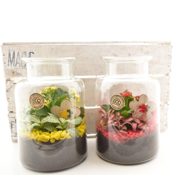 Seade klaaspurgis blossfeldi kalanhoe+pitslehik