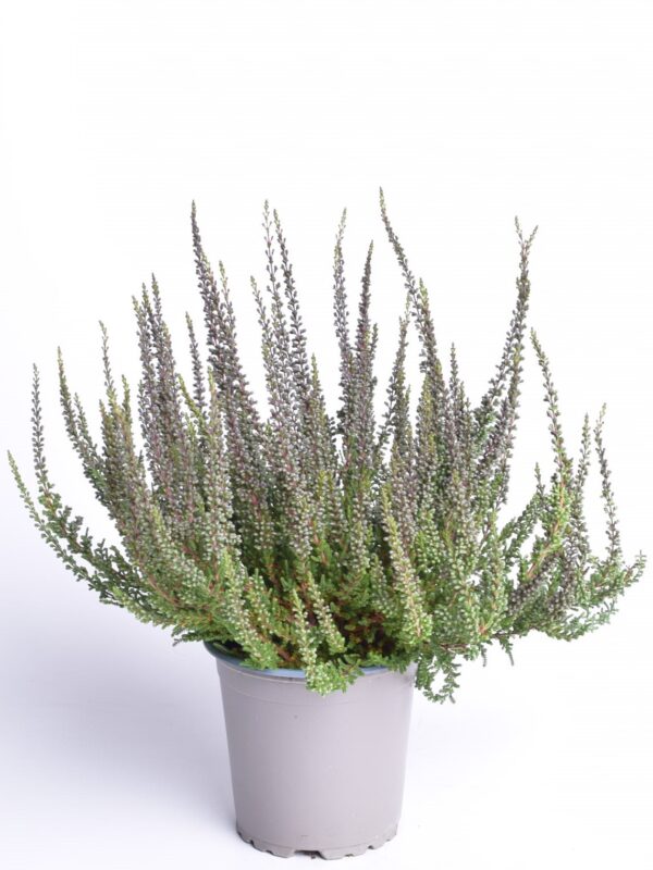 Kanarbik P11/P12 erinevad