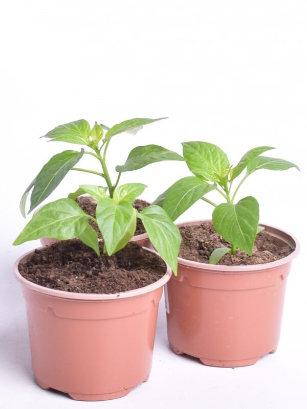 Paprika 'Purple Bell' P10,5 MAHE Eestis kasvatatud