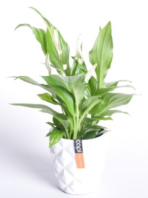 Tõlvlehik ‘Pearl Cupido’ P7