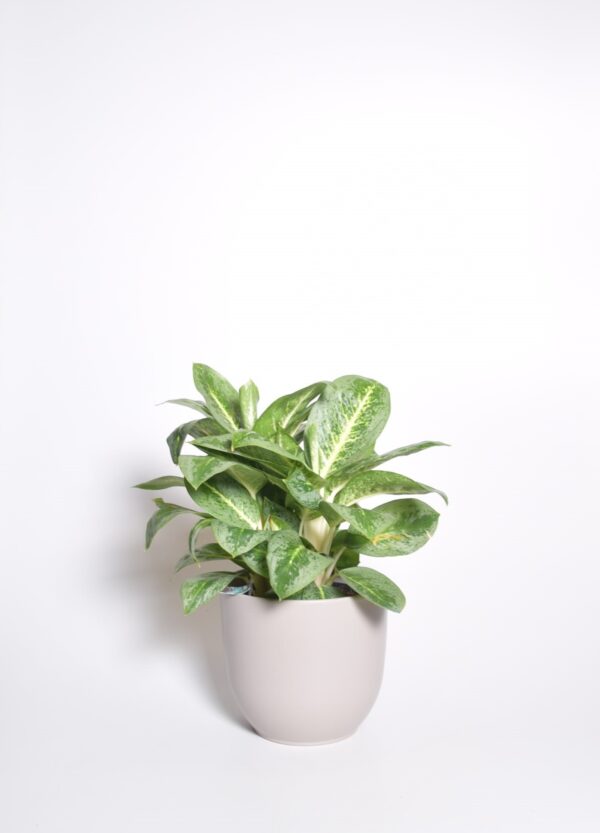 Aglaoneema P19 erinevad