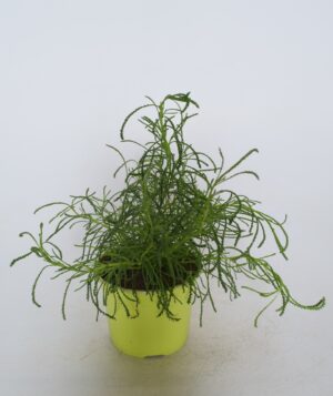 Oliivirohi P12 /Eestis kasvatatud