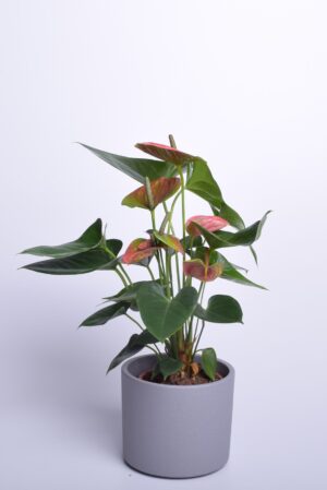 André flamingolill ‘Sweet Dream’ 40cm P12