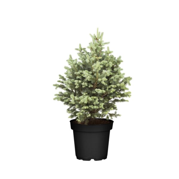 Mäginulg 'Compacta' P40 80-100cm