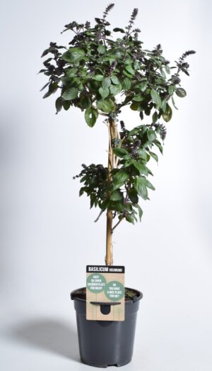 Vürtsbasiilik ‘Magic Mountain’ P19 tüvel