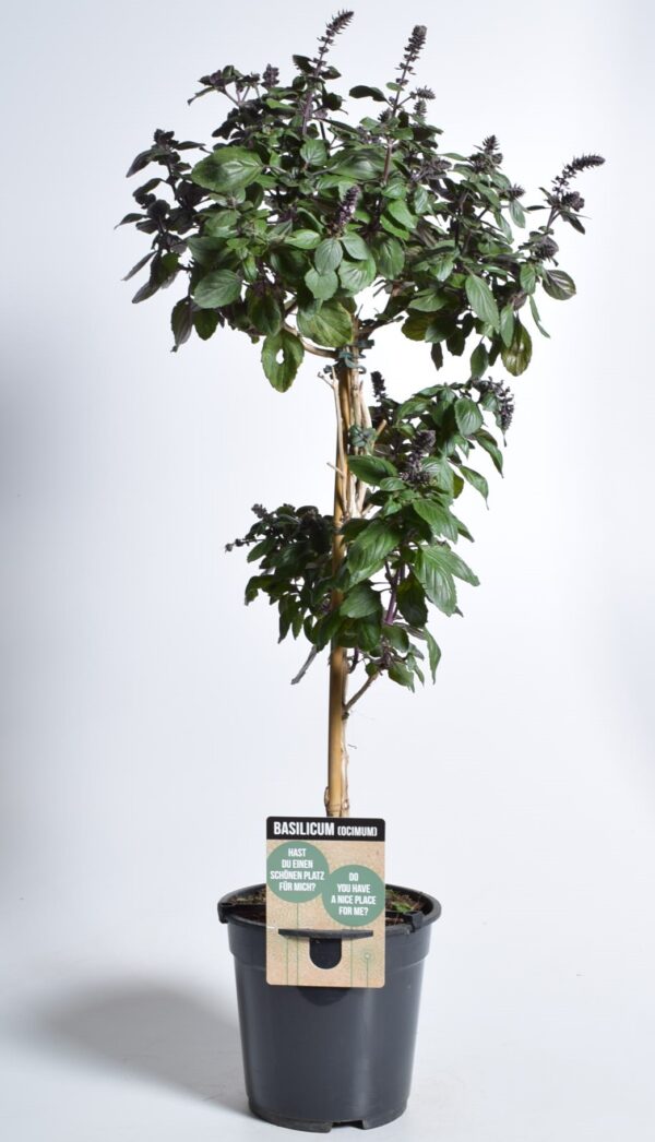 Vürtsbasiilik 'Magic Mountain' P19 tüvel