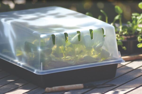 Kaas ettekasvatuse alusele Solid 24x38cm