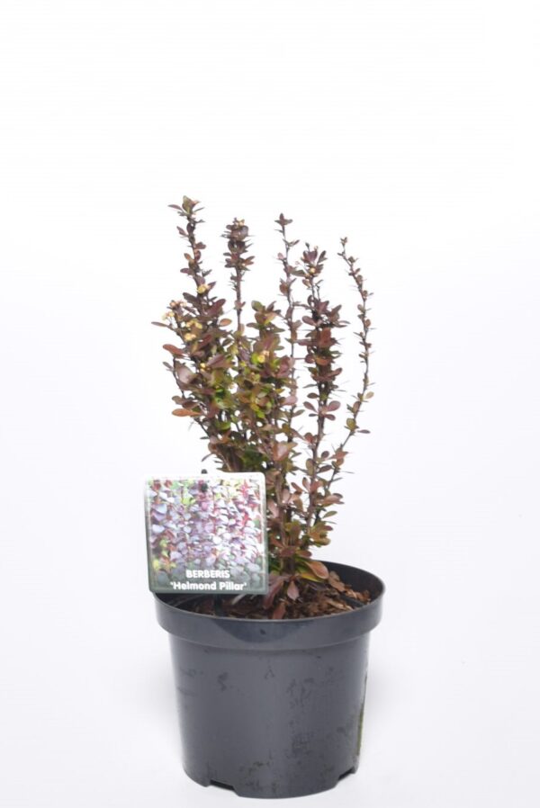 Thunbergi kukerpuu 'Helmond Pillar'  P19