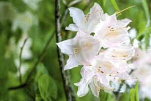 Rododendron ‘Whitethroat’ P80 120-140cm