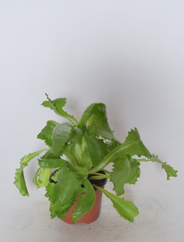 Jääsalat P9 MAHE Eestis kasvatatud