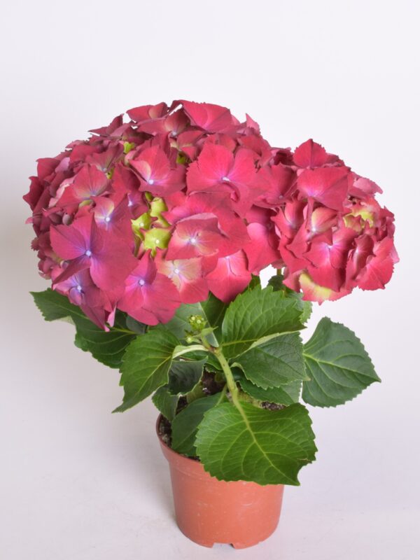 Suurelehine hortensia P10 ümbrispotis