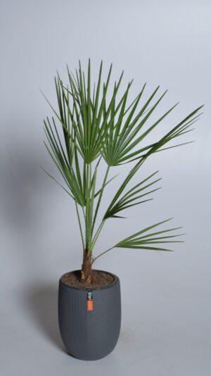 Kääbuspalm P14 40cm