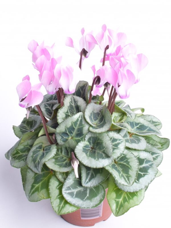 Alpikann P9 erinevad