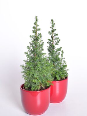 Lõhnav ebaküpress ‘Top Point’ P9