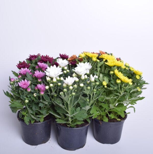 Krüsanteem P10,5 erinevad värvid