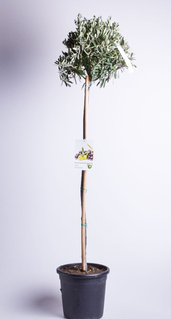 Oliivipuu (õlipuu) P26 90-100cm