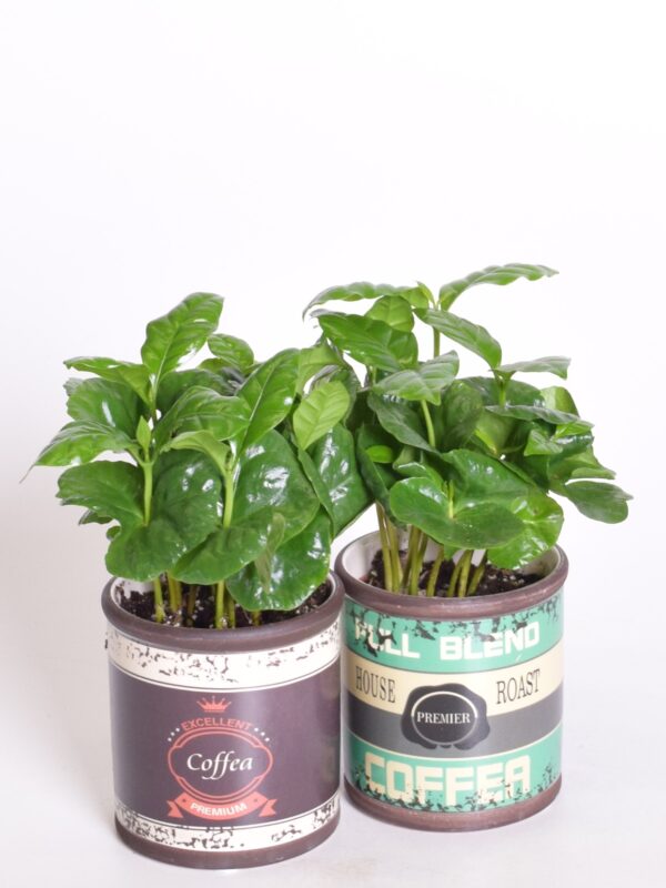 Araabia kohvipuu P9 ümbrispotis