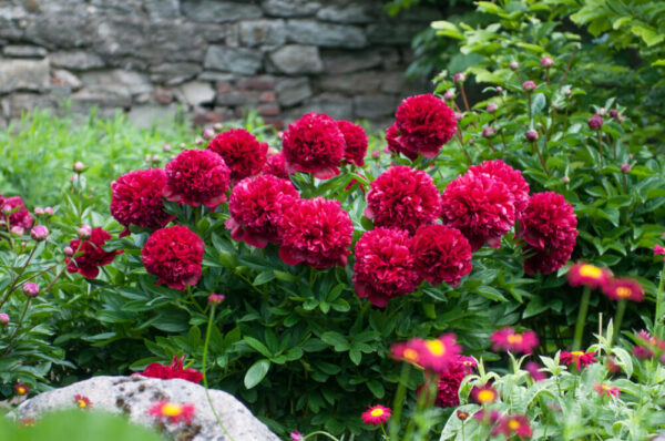 Pojeng 'Red Grace' P19