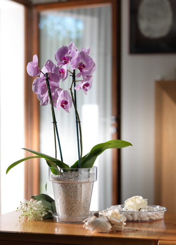 Lillepott Porto Ø25x h27cm läbipaistev