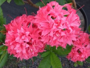 Rododendron ‘Homebush’ P21