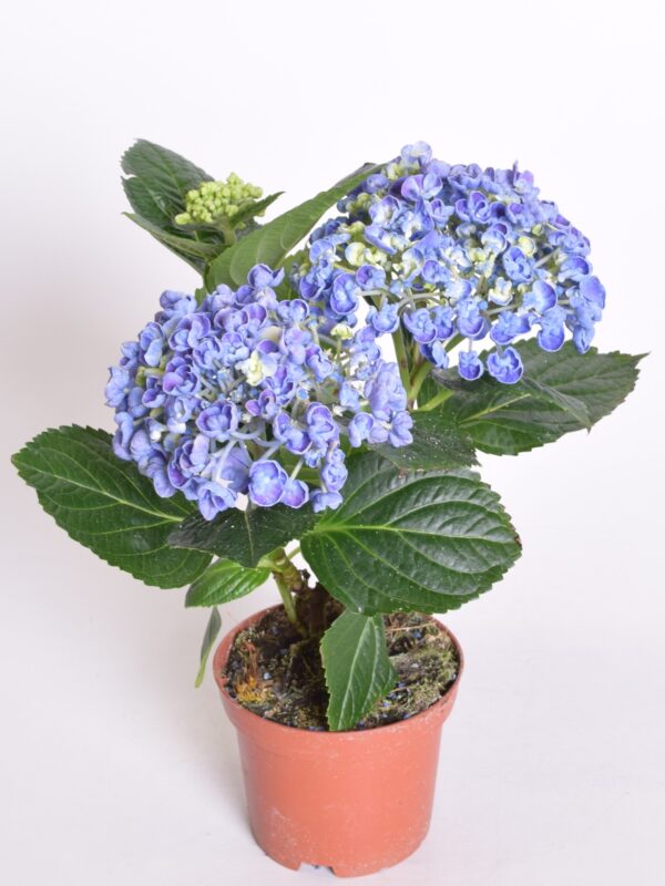 Suurelehine hortensia P10 ümbrispotis
