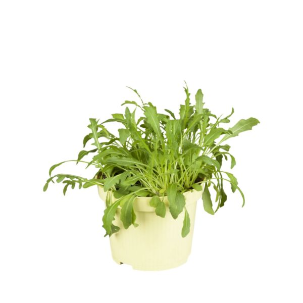 Võõr-liivsinep (rukola) P12 MAHE