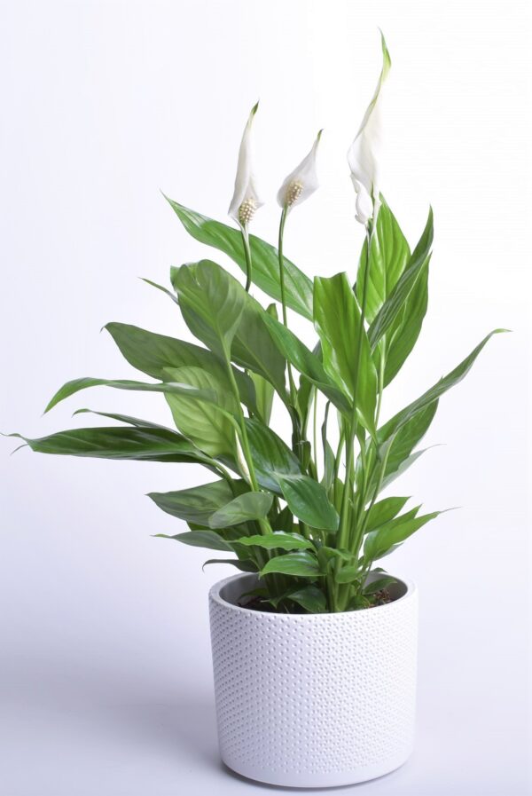 Tõlvlehik 'Alana' P12 45cm