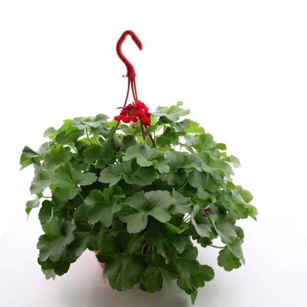 Ripp-pelargoon P23 amplis