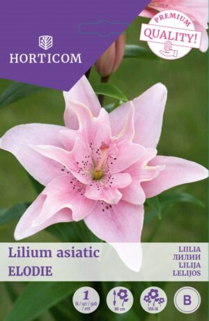 Liilia ‘Elodie’ täidisõieline