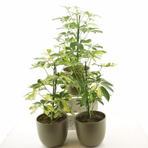 Võra-sõrmlehik P13 erinevad