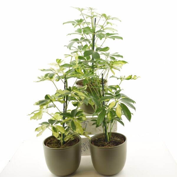 Võra-sõrmlehik P13 erinevad