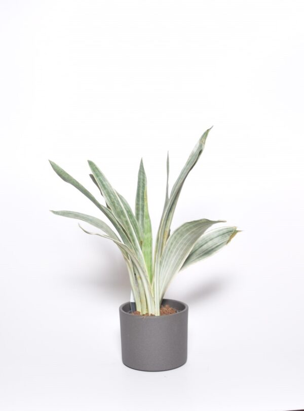 Kolmevöödiline havisaba 'Metallica' P14