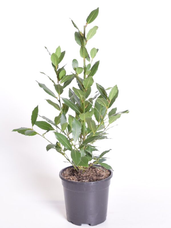 Harilik loorberipuu P17 50cm