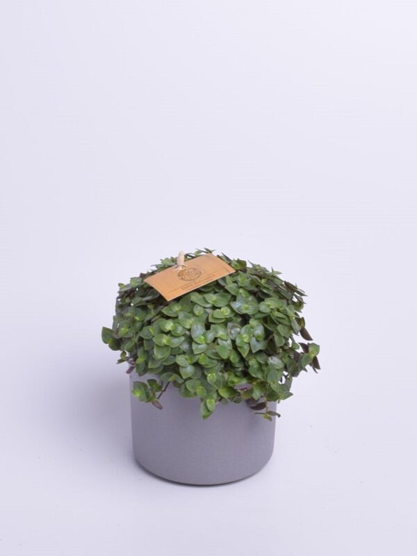 Rippkalliisia 'Turtle' P10,5