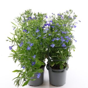 Sinilobeelia P12 rippuv Eestis kasvatatud