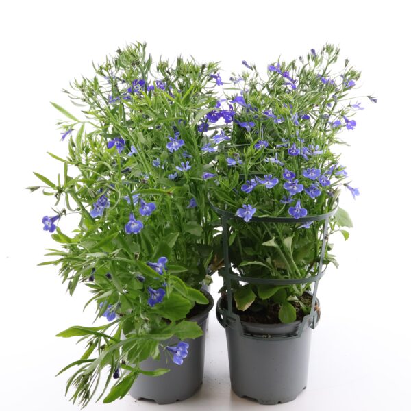 Sinilobeelia P12 rippuv Eestis kasvatatud