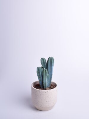 Kaktus P17 erinevad savipotis