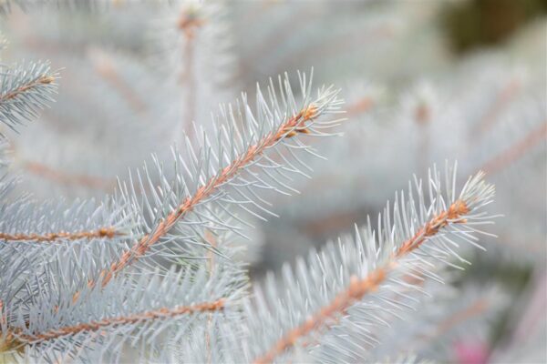 Torkav kuusk 'Super Blue' P54 130-150cm