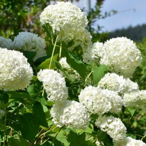 Puishortensia ‘Annabelle’ C3/P19