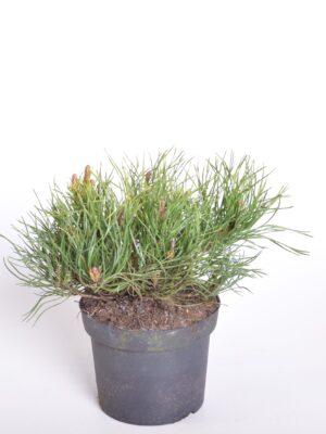 Kääbus-mägimänd P13 10-15cm