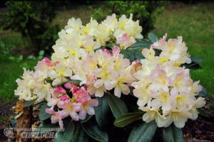 Rododendron ‘Percy Wiseman’ P17 25cm