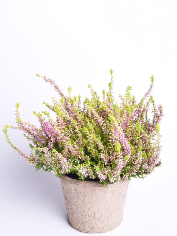 Kanarbik P12 biolagunevas potis