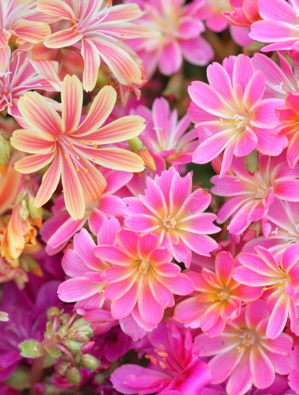 Leviisia P14 erinevad Eestis kasvatatud