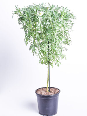 Põõsas-hõbekakar P19 tüvel 50cm