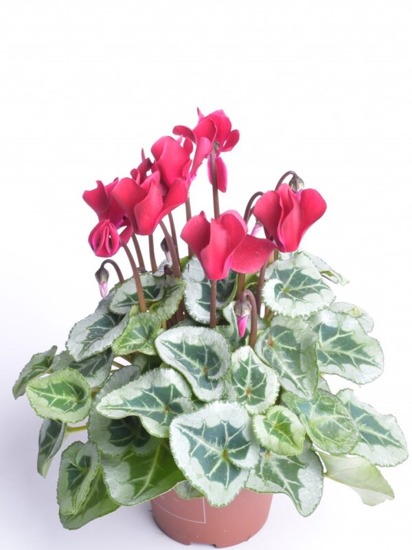 Alpikann P9 erinevad