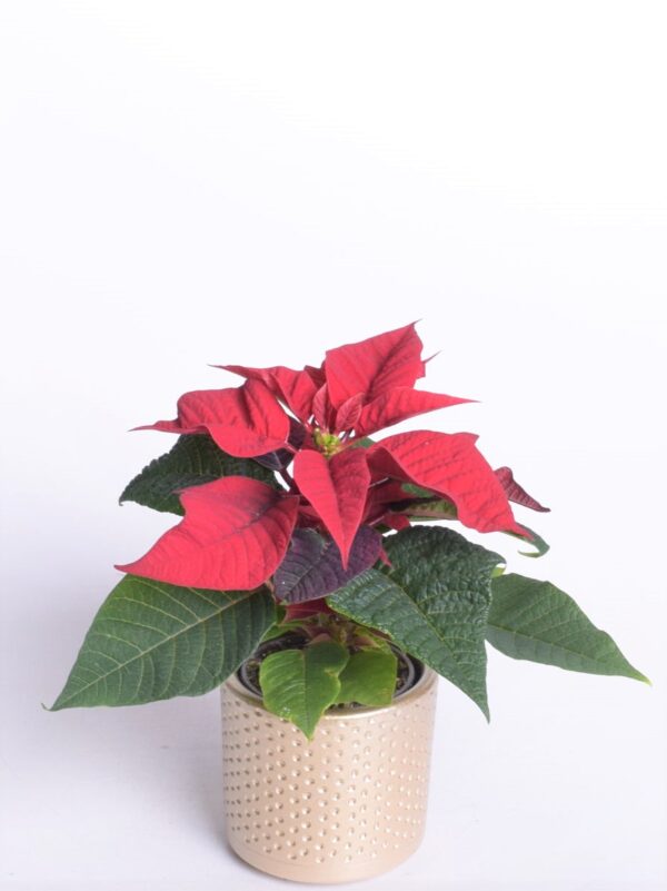 Jõulutäht P6 erinevad