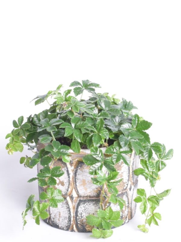 Brasiilia tsissus P12